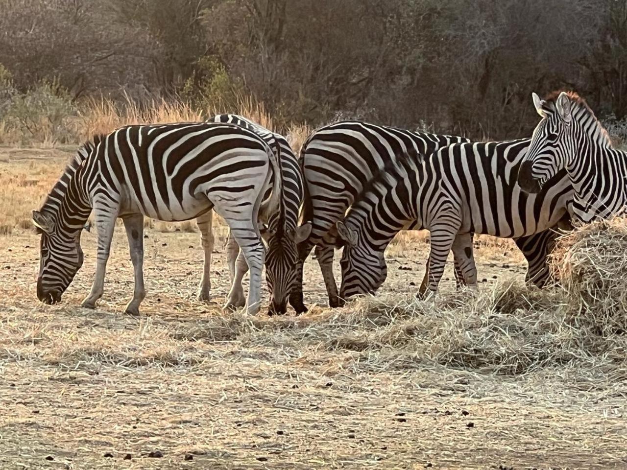 Thula-thula Private Game Mabalingwe Holiday home *